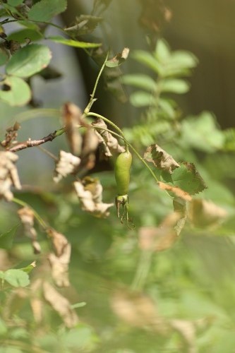 c0186463_18122877.jpg