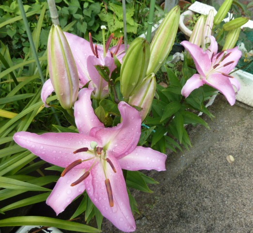 e0278968_0103238.jpg
