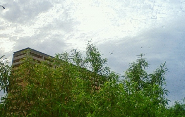 e0031572_15142535.jpg