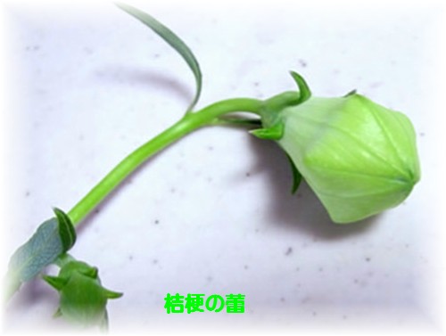 f0003174_11345393.jpg