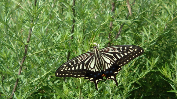 e0024081_1657075.jpg