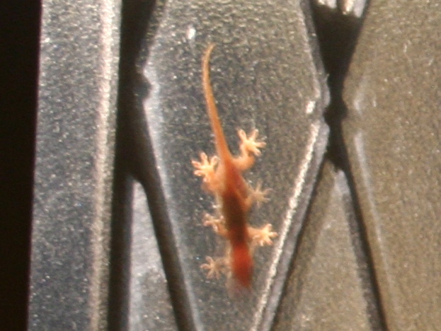 a0159415_10514836.jpg