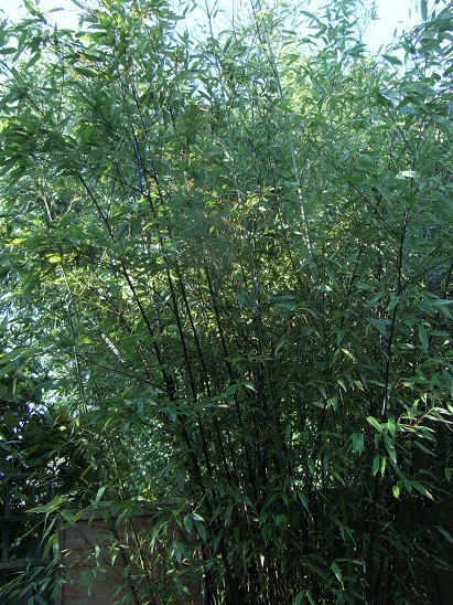 a0208116_4121555.jpg