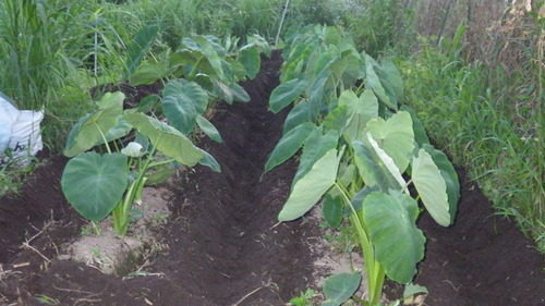 c0300035_924316.jpg