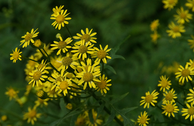 f0214649_324630.jpg