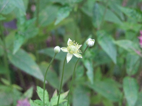 e0088260_11161972.jpg