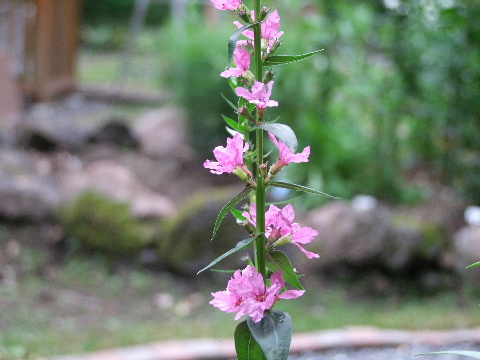 e0088260_11164618.jpg