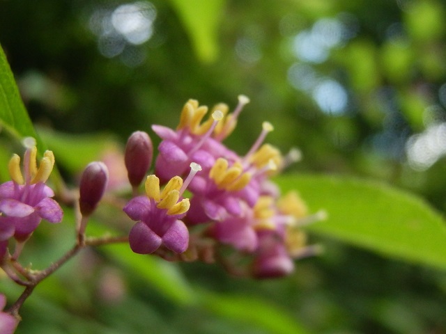 c0042869_683229.jpg