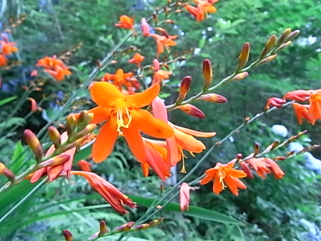 a0146070_6165549.jpg