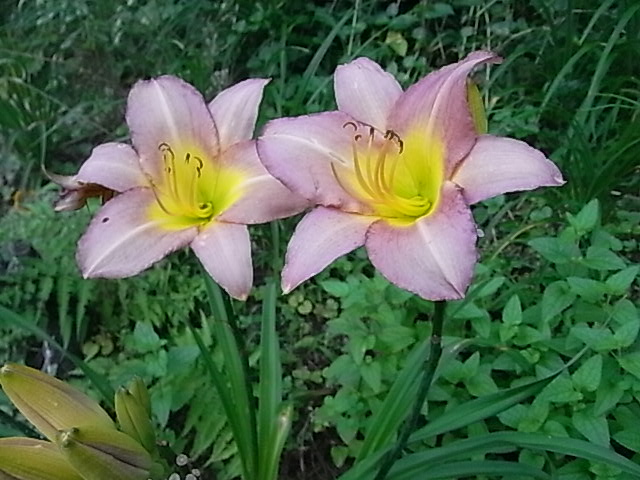 a0146070_6191091.jpg