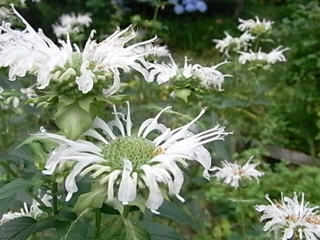 a0146070_62939100.jpg