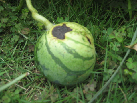 f0201297_1031288.jpg