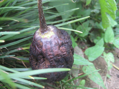f0201297_10313776.jpg