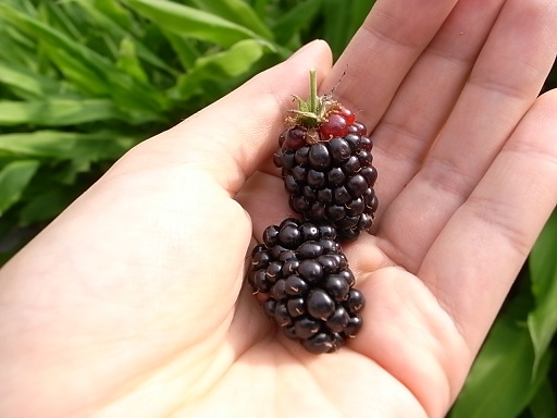e0043700_23501451.jpg