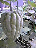 e0182926_8504939.jpg