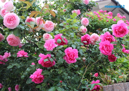 a0249051_2344533.jpg
