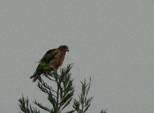 c0294658_654497.jpg