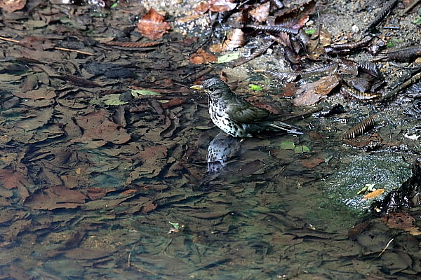 f0215964_1139318.jpg