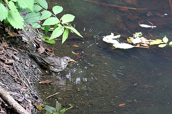 f0215964_11394031.jpg