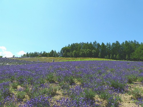 d0084473_2301410.jpg