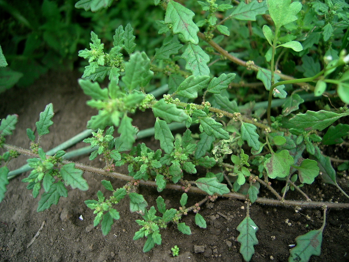 d0225575_1375569.jpg