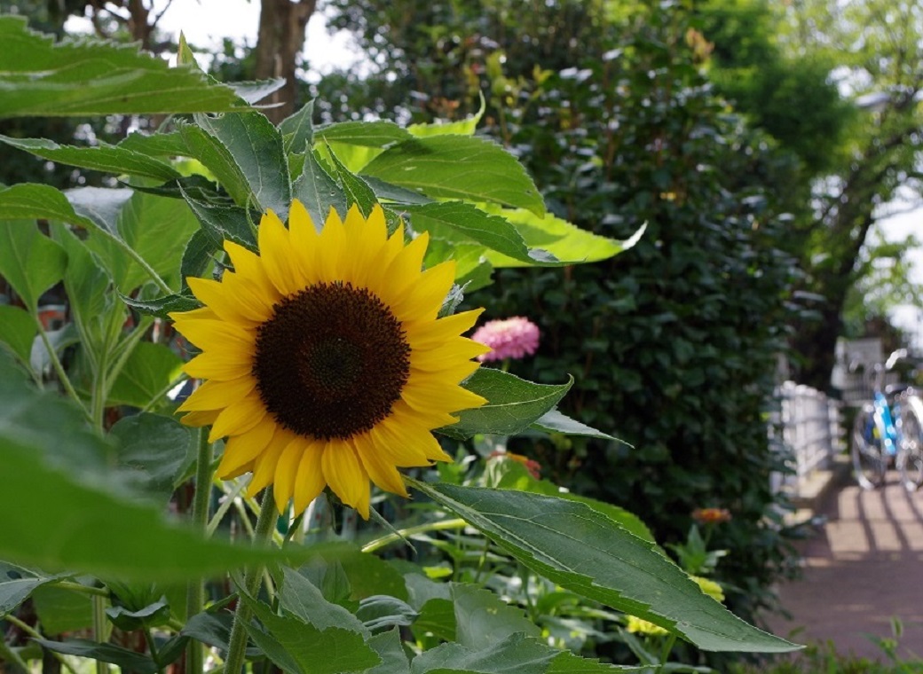 f0170885_1725813.jpg