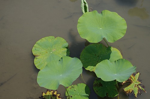 b0119493_2210730.jpg