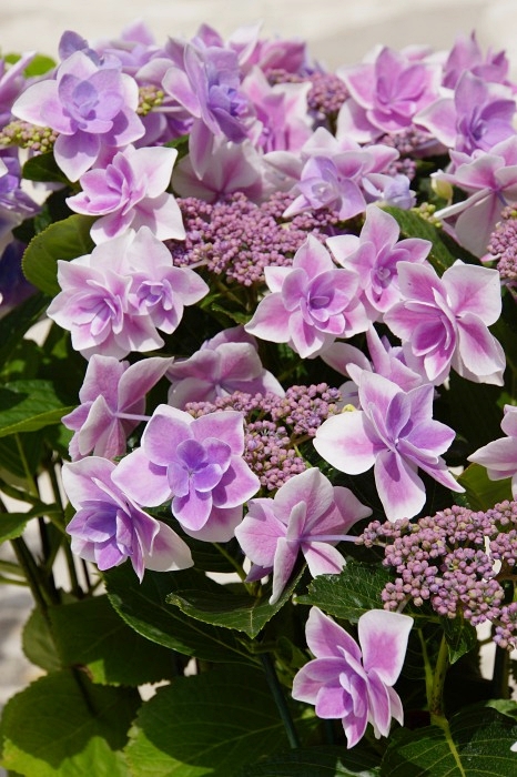 b0145398_23395318.jpg