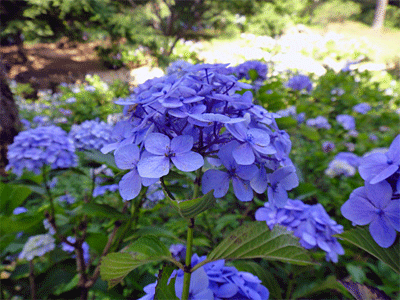 b0108100_2239193.gif