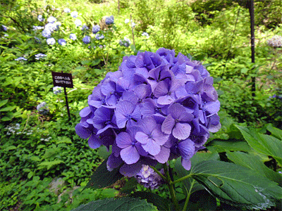 b0108100_22392417.gif