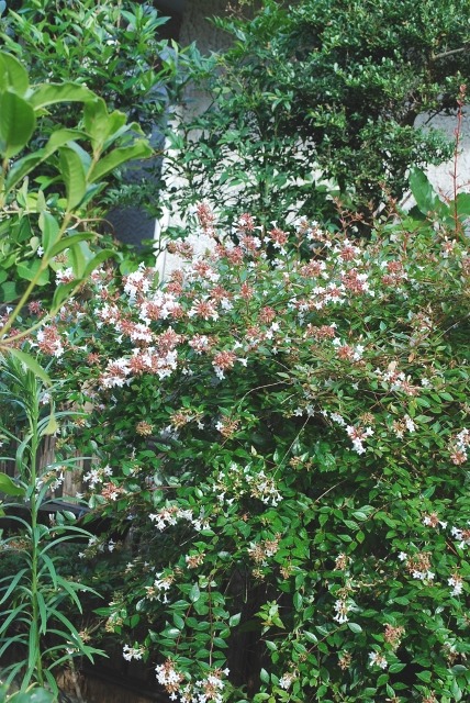 e0025300_18412262.jpg