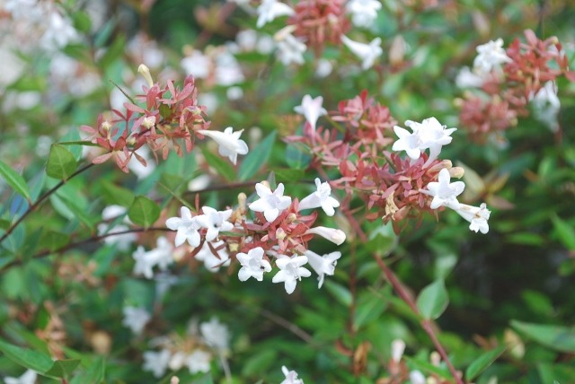 e0025300_18422281.jpg
