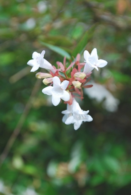 e0025300_18455667.jpg