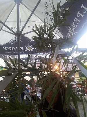c0167813_3412986.jpg