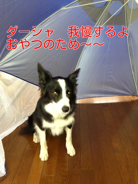 a0232619_1541523.jpg