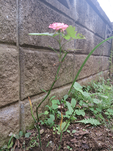 c0197829_14162937.gif