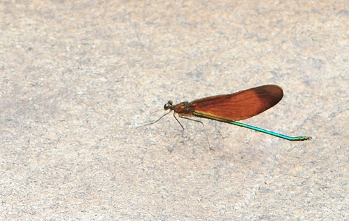 c0172139_21473038.jpg
