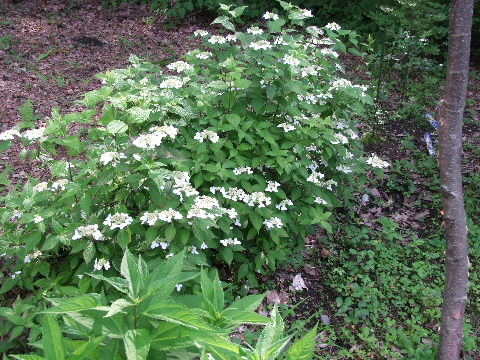 e0088260_1738910.jpg