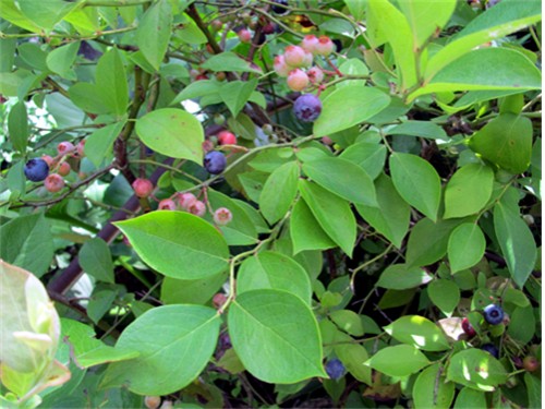 f0003174_13542985.jpg