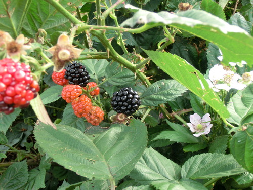 e0123587_2002487.jpg