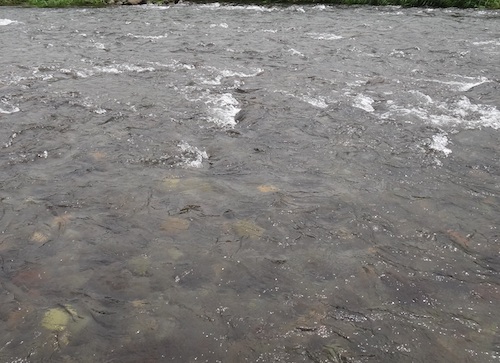 c0146788_8455398.jpg