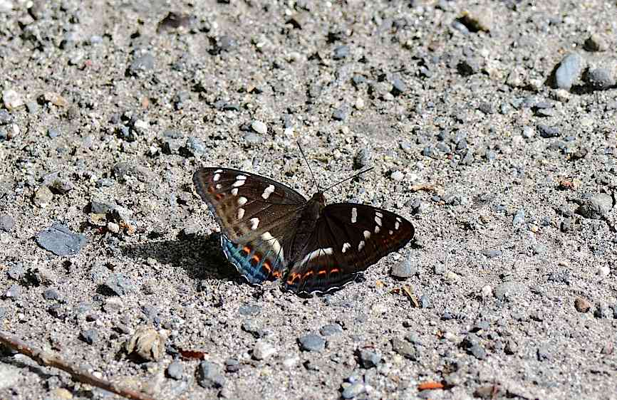 d0303129_1795758.jpg