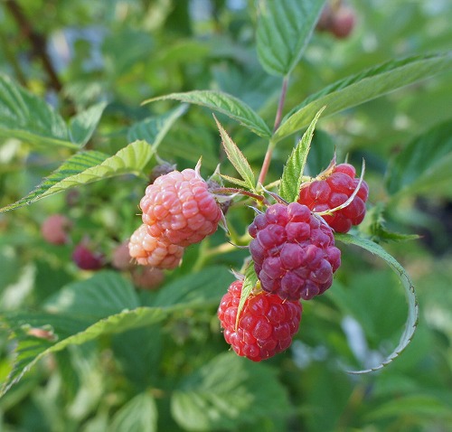 f0205733_15221474.jpg