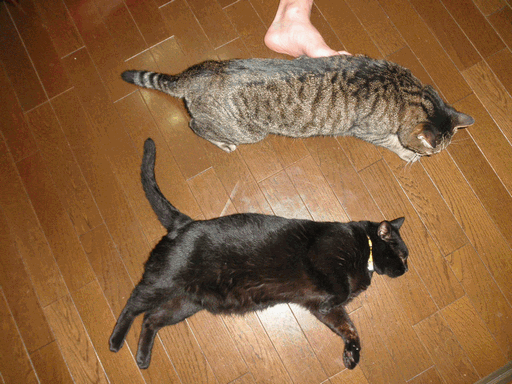 c0136736_16322750.gif