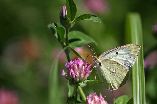 a0242438_20272170.jpg