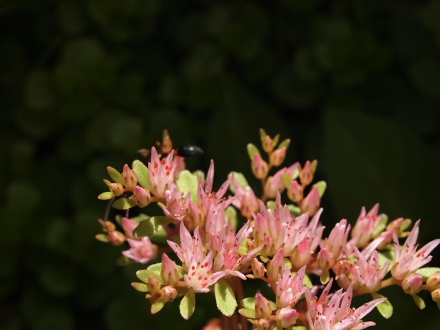 c0117239_10531742.jpg