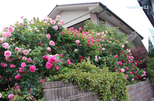 a0249051_11356.jpg
