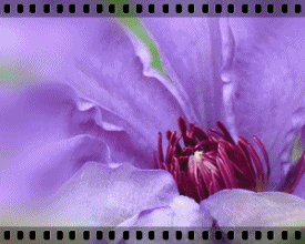 b0133752_09797.gif