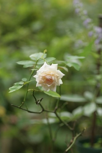 c0186463_16323284.jpg