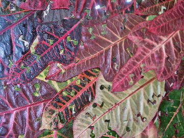 e0086864_23132589.jpg